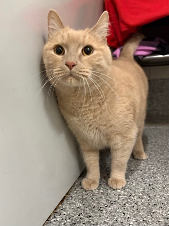 Picture of the Animal Listed